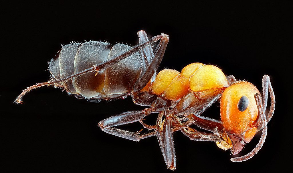 Ant Control service in Newark, OH