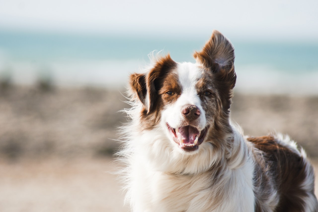 Flea & Tick Control service in Newark, OH