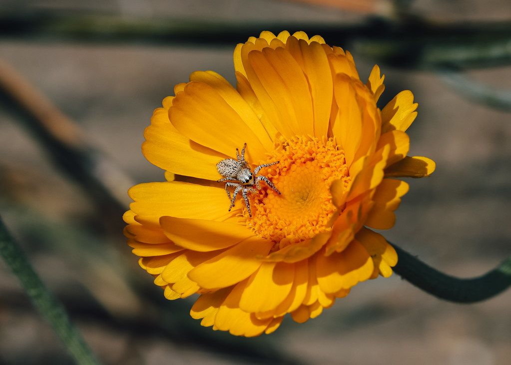 Spider Control service in Newark, OH